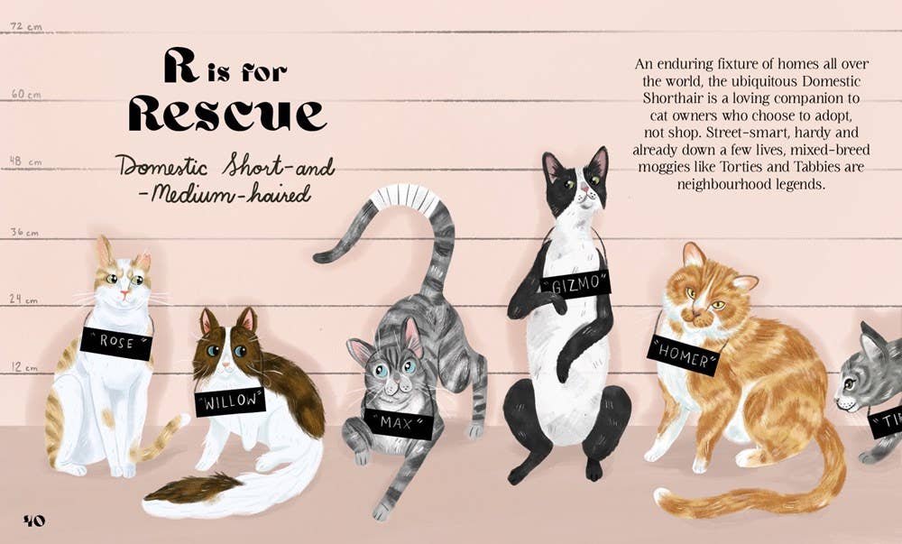 Catphabet : A Cat Alphabet